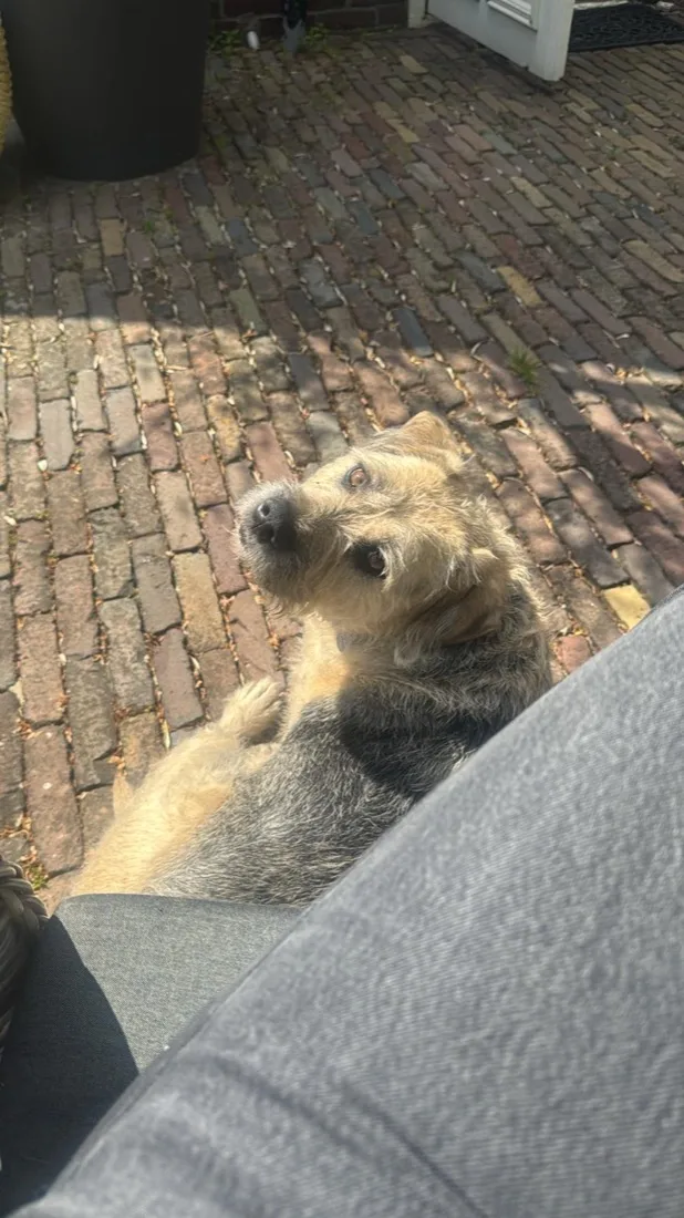 Bas, de hond van Bouvy Advies